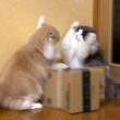 【珍‼︎】仔猫みたいに遊ぶ、兄組がカワイイ😍ノルウェージャンフォレストキャットとターキッシュアンゴラ