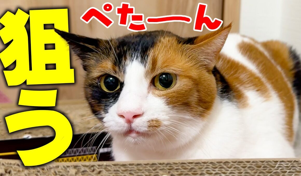 耳をぺったんこにして獲物を狙おうとする三毛猫が可愛すぎる件について。