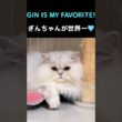 【推ししか勝たん】ペルシャぎんちゃんが世界一可愛い🐱🩵#shorts#ペルシャ猫 #ぎんちゃん #猫 #猫動画 #猫ショート #可愛い猫