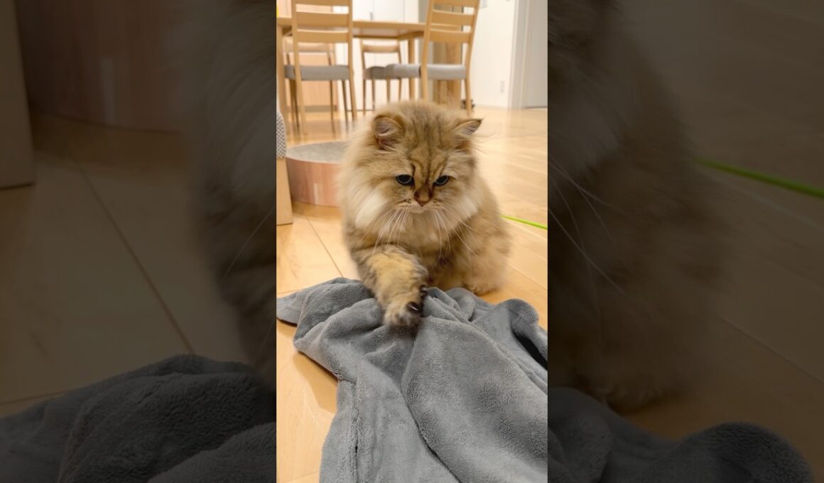 なぜか毛布を引っ張る猫 【サイベリアン】 #Shorts