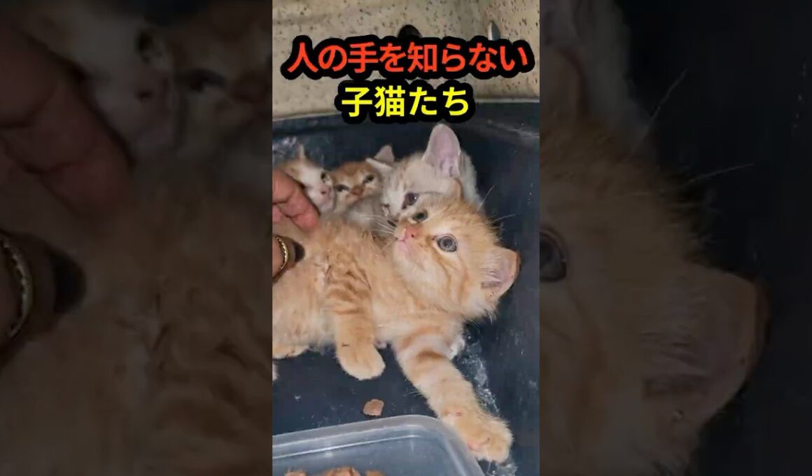人の手を知らない子猫…初めて触れた優しさに少しずつ変化が