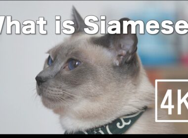 【1分解説】シャム猫ってどんな猫？