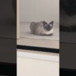 朝のシャム猫🐱 - Cats in the morning - #shorts #cat