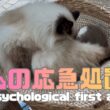 バーマン猫ガブとラフ【心の応急処置】Psychological first aid（バーマン猫）Birman/Cat