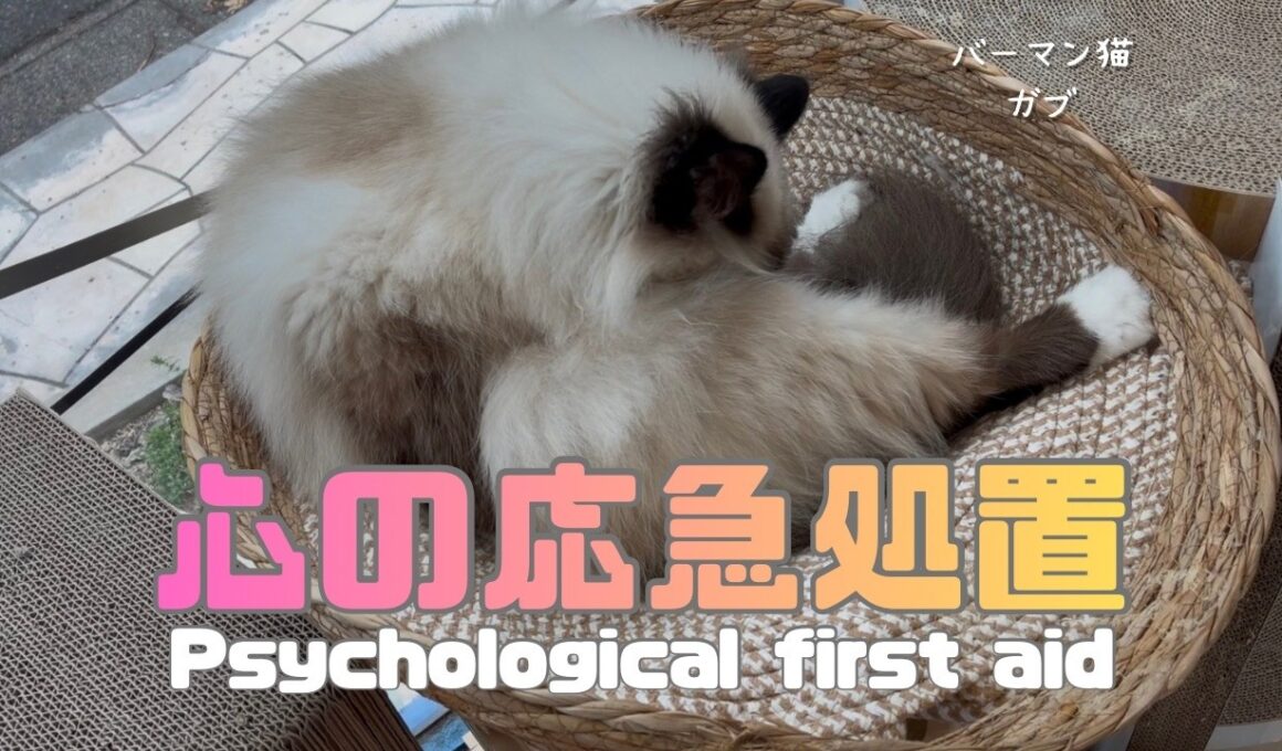 バーマン猫ガブとラフ【心の応急処置】Psychological first aid（バーマン猫）Birman/Cat