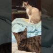 シャイなシャム猫のパンダ。コットに、ゆっくり移動し、クシャミ