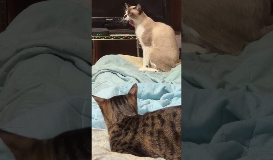 シャイなシャム猫のパンダ。コットに、ゆっくり移動し、クシャミ
