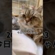 2026/07/23今日のかしちゃん #猫 #ペルシャ #カシス #cat #猫のいる暮らし