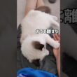 手繋いで眠りたいね🧸 #shorts #猫 #子猫 #ラグドール #甘えん坊猫 #猫のいる暮らし
