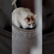でっかい子ネコと金魚鉢【2日目】 #メインクーンのオス