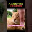 人に慣れすぎた日本の野良猫