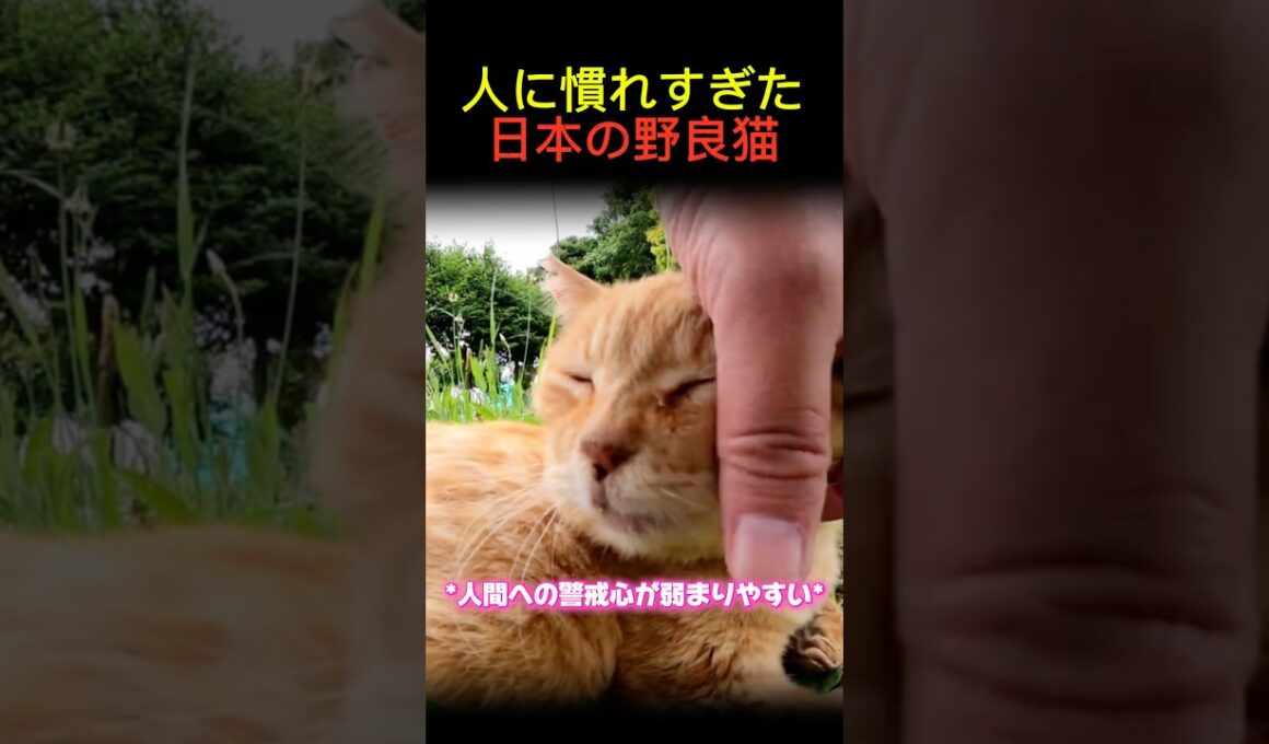 人に慣れすぎた日本の野良猫