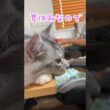 夏休み、パソコンの前でのんびりする大型猫。体が大きすぎて落ちそうだよ#shorts