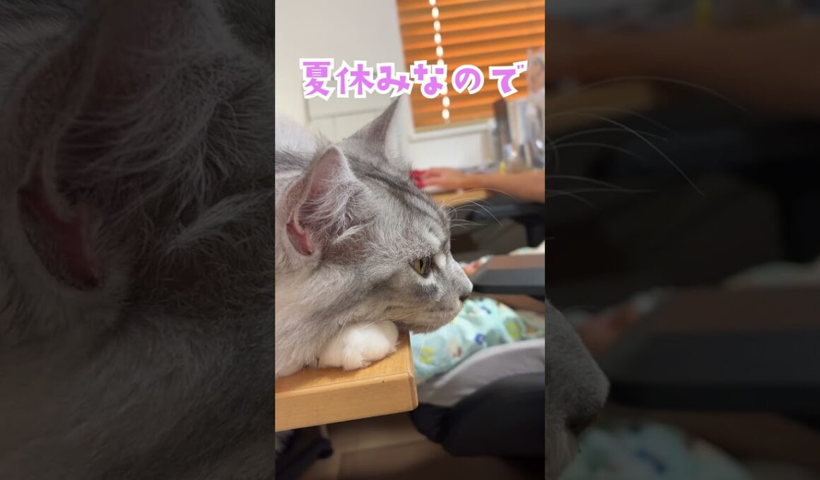夏休み、パソコンの前でのんびりする大型猫。体が大きすぎて落ちそうだよ#shorts