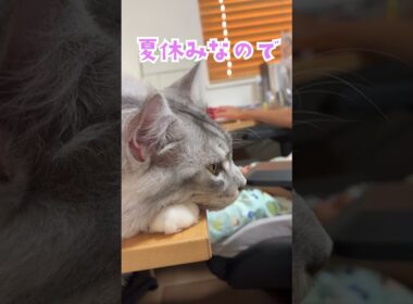 夏休み、パソコンの前でのんびりする大型猫。体が大きすぎて落ちそうだよ#shorts