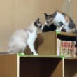 シャムのパンダ「三毛猫ミックス、いじってよ」いじってもらえず、寂しく去る