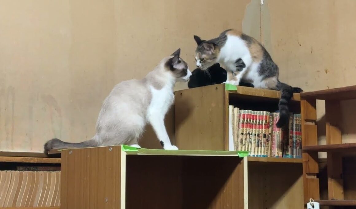 シャムのパンダ「三毛猫ミックス、いじってよ」いじってもらえず、寂しく去る