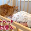 ついにベビーベッドに侵入しちゃった甘えん坊猫が可愛すぎた！