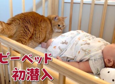 ついにベビーベッドに侵入しちゃった甘えん坊猫が可愛すぎた！