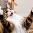 わんぱくすぎるデカ猫(9.2kg)が大暴走！本気のジャンプが可愛すぎるから見て【ノルウェージャンフォレスト】