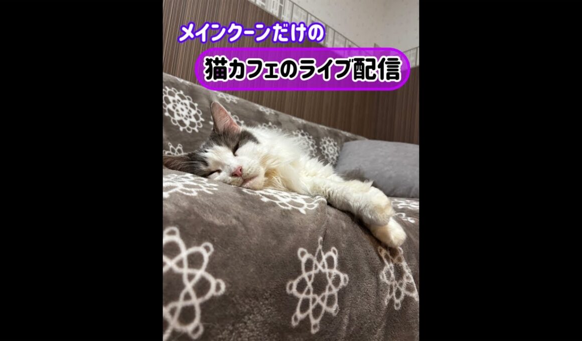 20260723メインクーンだけの【猫カフェのライブ配信】#cat #cooncat #mainecat #もふもふ