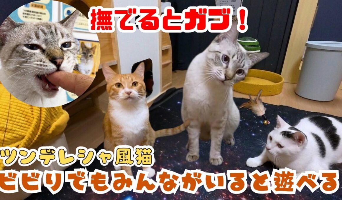 挨拶したらガブッ！？甘噛み癖があるシャム風ビビり猫のツンデレな日常と、嬉しすぎるご報告（保護猫カフェ猫の惑星にゃーくる）京橋駅Naughty or Nice? Goma's Tsundere Day