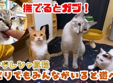 挨拶したらガブッ！？甘噛み癖があるシャム風ビビり猫のツンデレな日常と、嬉しすぎるご報告（保護猫カフェ猫の惑星にゃーくる）京橋駅Naughty or Nice? Goma's Tsundere Day