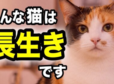 長生きする猫の特徴7選を獣医師が解説します