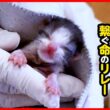 【子猫 保護】どうか…お願い…小さな命よ繋がって…