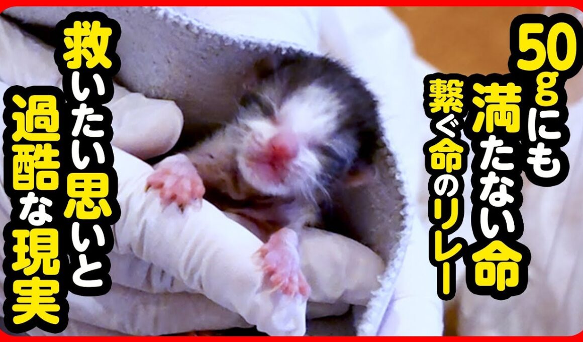 【子猫 保護】どうか…お願い…小さな命よ繋がって…