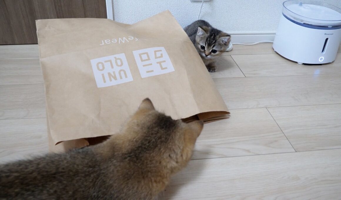 Cute little kitten that got its comeuppance after playing a prank…