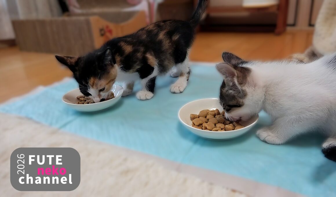 あっという間の子猫のごはん（咀嚼音あり）【保護子猫】