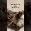 メインクーンがマジで遊ぶ5秒前 #cat #猫のいる暮らし #猫動画 #猫 #shorts