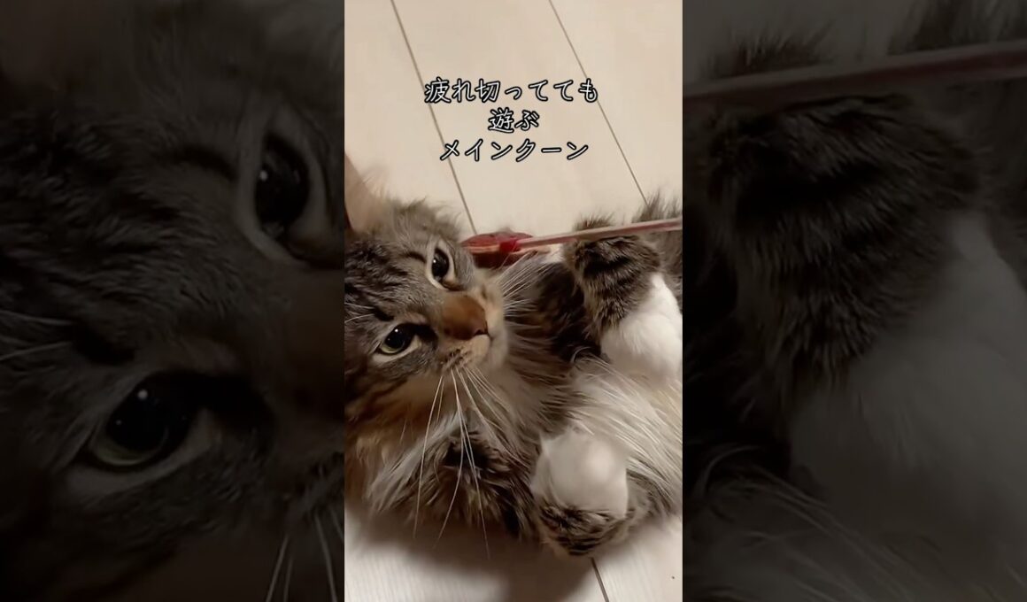 メインクーンがマジで遊ぶ5秒前 #cat #猫のいる暮らし #猫動画 #猫 #shorts