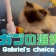 バーマン猫ガブ【ガブの選択】Gabriel's choice（バーマン猫）Birman/Cat