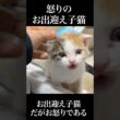 🐱怒りの子猫、人間を叱る！😾   #cat #kitten #猫 #子猫 #ねこ #こねこ #保護猫 #shorts  #猫のいる暮らし