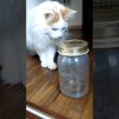 でっかい子ネコと蝶のおもちゃ #メインクーン