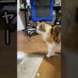 特技増えました#メインクーン #ねこ #誕生日 #ねこのいる生活 #ねこ動画