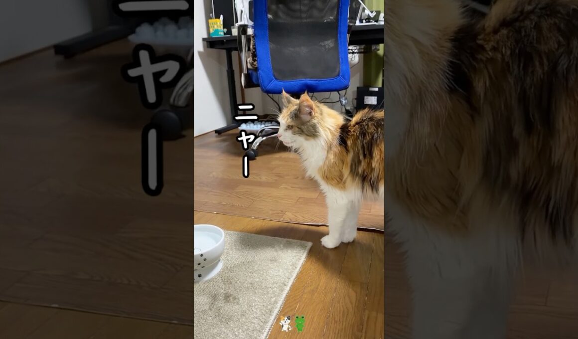 特技増えました#メインクーン #ねこ #誕生日 #ねこのいる生活 #ねこ動画