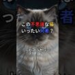 ペルシャでもシャムでもない？ヒマラヤンは人の夢から生まれた猫😽 #shorts  #猫のいる暮らし #猫雑学 #猫好きさんと繋がりたい