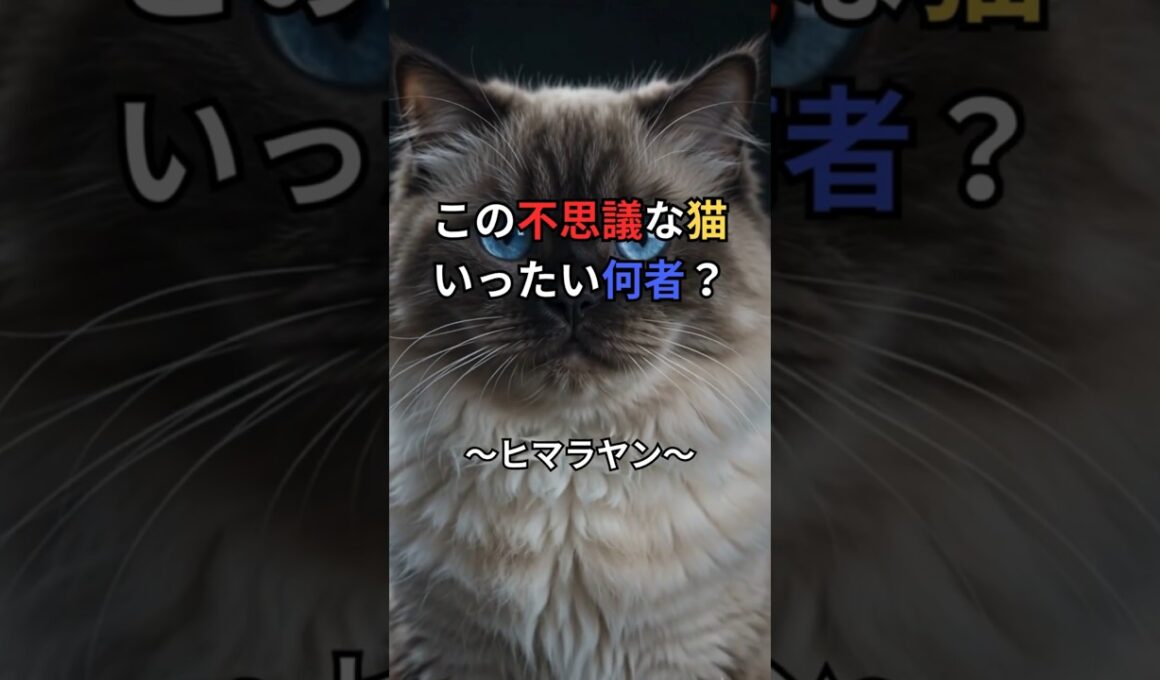 ペルシャでもシャムでもない？ヒマラヤンは人の夢から生まれた猫😽 #shorts  #猫のいる暮らし #猫雑学 #猫好きさんと繋がりたい