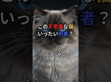 ペルシャでもシャムでもない？ヒマラヤンは人の夢から生まれた猫😽 #shorts  #猫のいる暮らし #猫雑学 #猫好きさんと繋がりたい