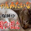 【シンガプーラ】かわいい寝顔をお裾分けします！シンガプーラのセラ社長