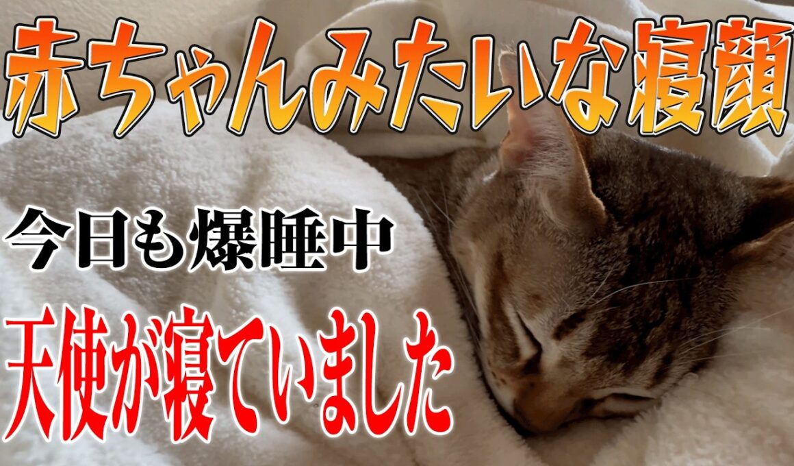 【シンガプーラ】かわいい寝顔をお裾分けします！シンガプーラのセラ社長