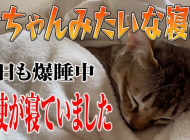 【シンガプーラ】かわいい寝顔をお裾分けします！シンガプーラのセラ社長