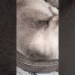 シャム猫のお腹😺 - Cats Belly - #shorts #cat