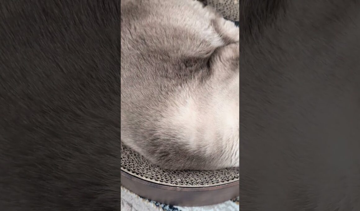シャム猫のお腹😺 - Cats Belly - #shorts #cat
