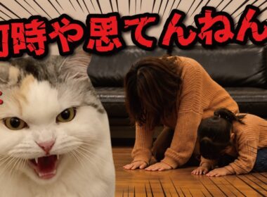 夜遅くに帰宅した親子に猫２匹から特大説教が…！！