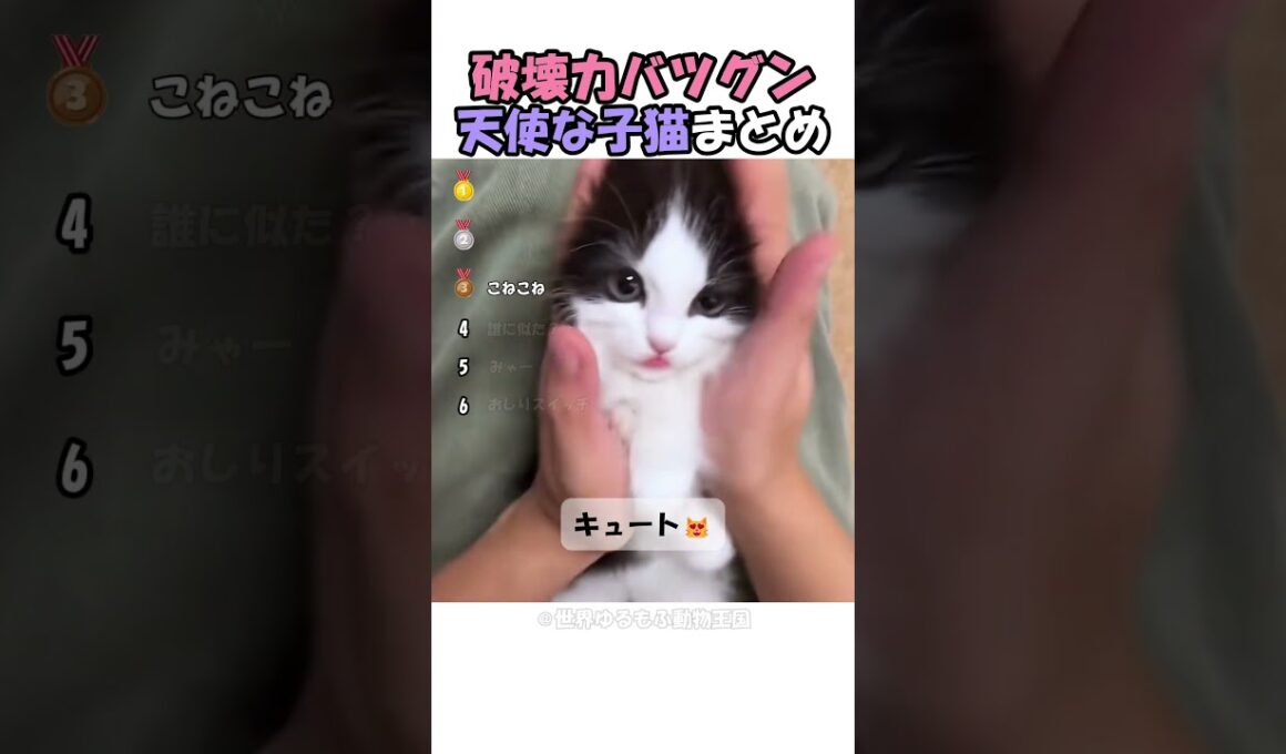 可愛すぎる天使な子猫に癒される！ #海外 #動物 #funnyanimals