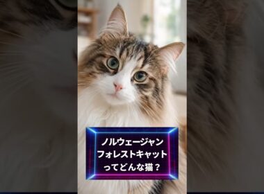ノルウェージャンフォレストキャットってどんな猫❓🐱#ノルウェージャンフォレストキャット #猫種解説 #猫の豆知識 #猫のいる暮らし #猫好きさんと繋がりたい